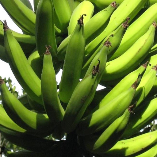 nendran-banana-plant-greenseed-agro-bio-labs